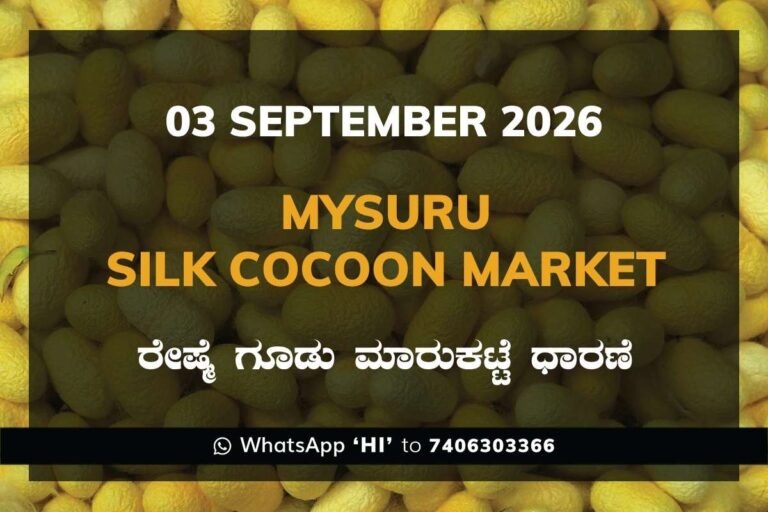 Mysuru Silk Cocoon Market Rates – 3 September 2026