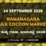 Ramanagara Silk Cocoon Market Rates – 24 September 2026