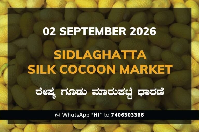 Sidlaghatta Silk Cocoon Market Rates – 2 September 2026