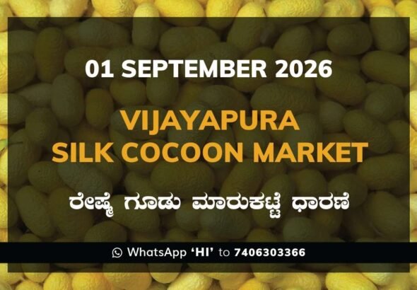Vijayapura Silk Cocoon Market Rates – 1 September 2026