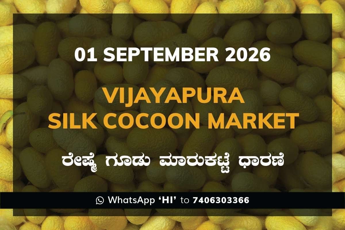 Vijayapura Silk Cocoon Market Rates – 1 September 2026