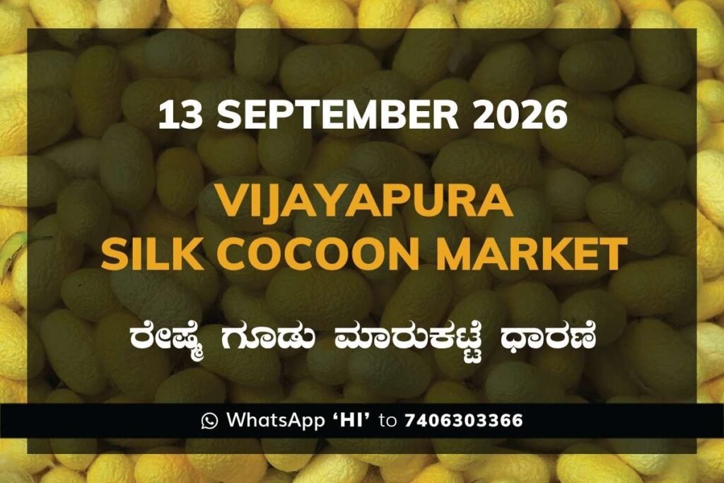 Vijayapura Silk Cocoon Market Rates – 13 September 2026