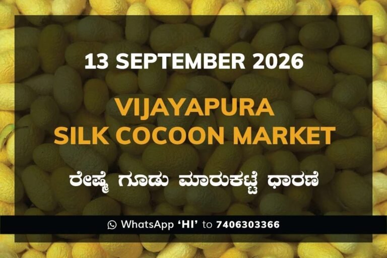 Vijayapura Silk Cocoon Market Rates – 13 September 2026