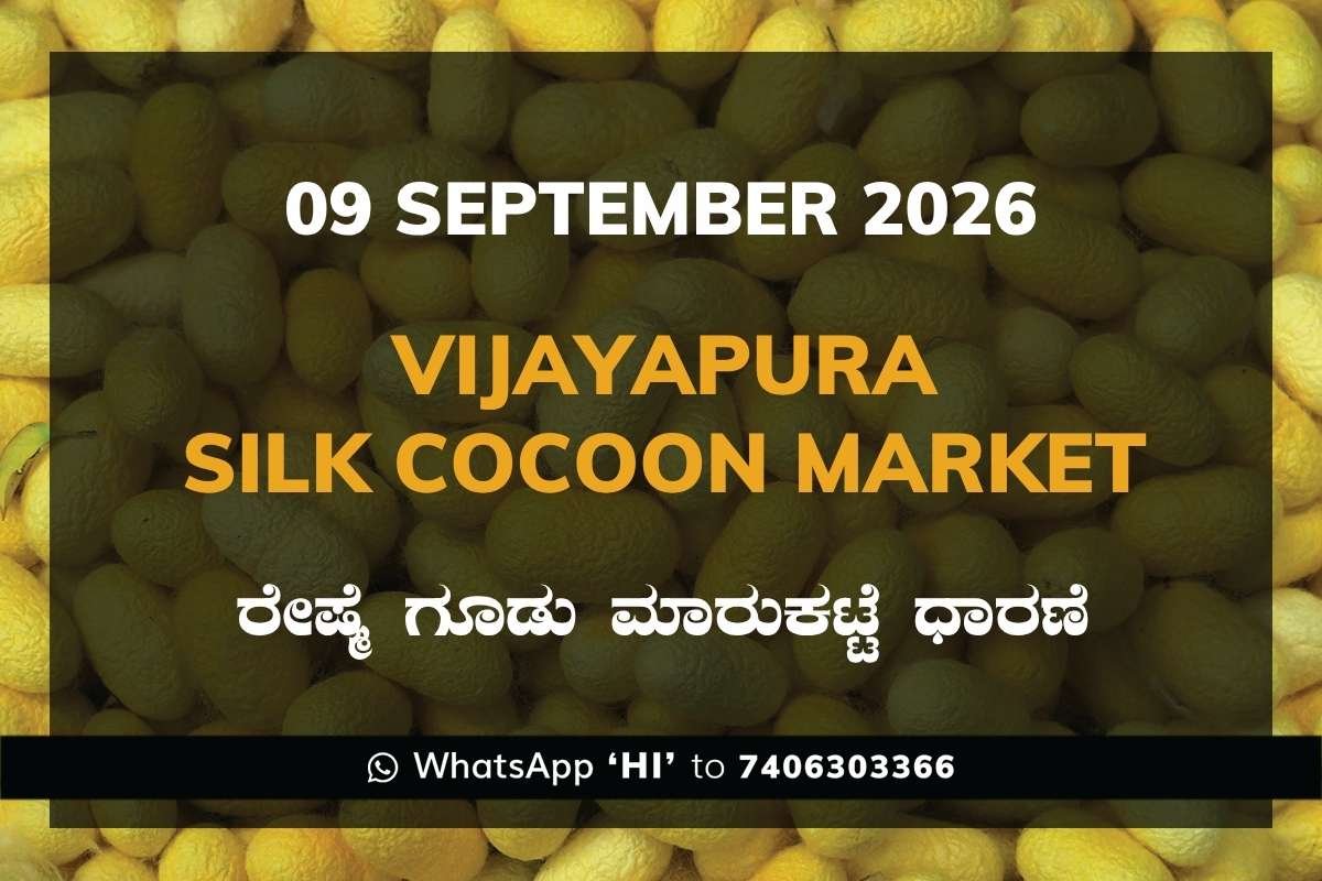 Vijayapura Silk Cocoon Market Rates – 9 September 2026