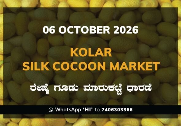 Kolar Silk Cocoon Market Rates – 06 October 2026