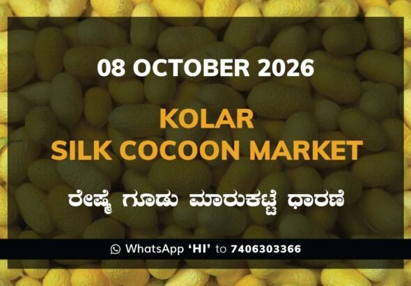 Kolar Silk Cocoon Market Rates – 08 October 2026
