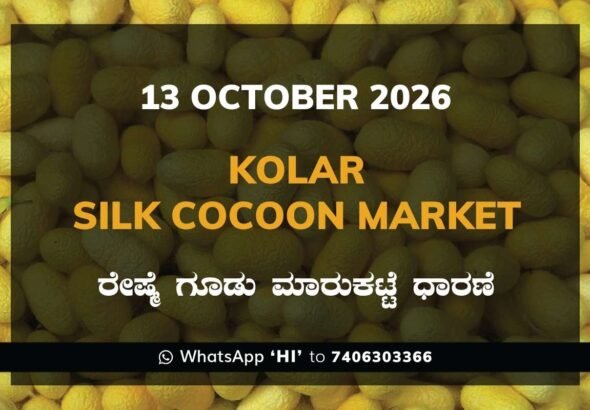 Kolar Silk Cocoon Market Rates – 13 October 2026