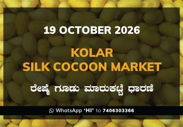 Kolar Silk Cocoon Market Rates – 19 October 2026