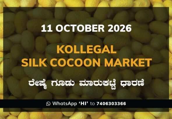 Kollegal Silk Cocoon Market Rates – 11 October 2026