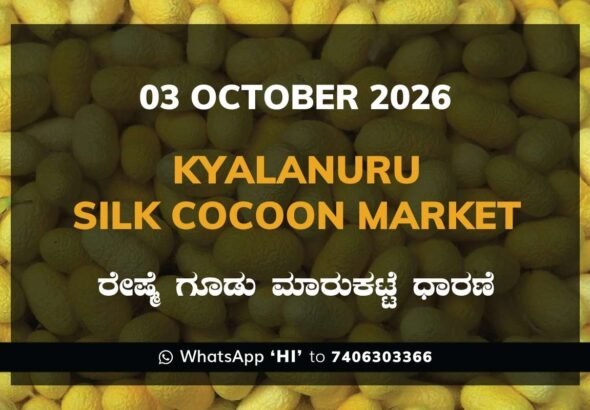 Kyalanuru Silk Cocoon Market Rates – 03 October 2026