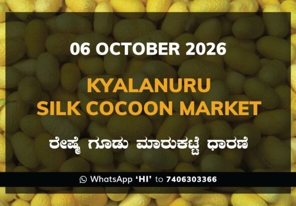 Kyalanuru Silk Cocoon Market Rates – 06 October 2026