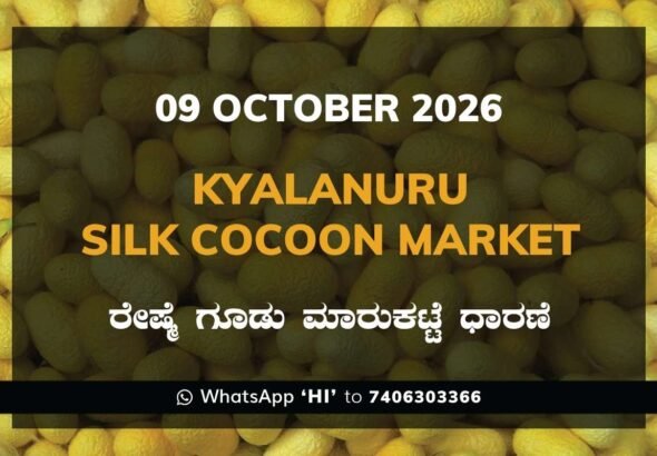 Kyalanuru Silk Cocoon Market Rates – 09 October 2026