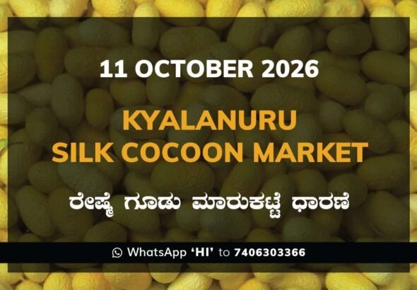Kyalanuru Silk Cocoon Market Rates – 11 October 2026