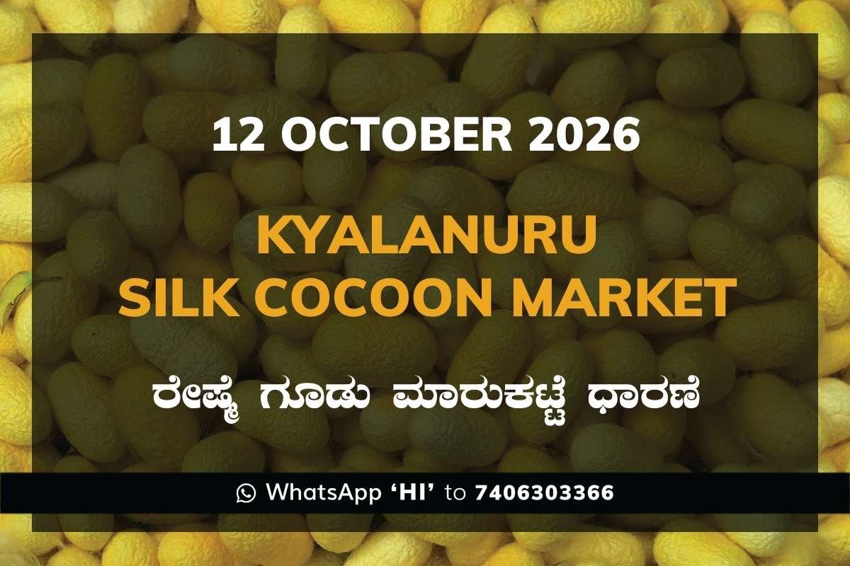 Kyalanuru Silk Cocoon Market Rates – 12 October 2026
