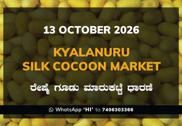 Kyalanuru Silk Cocoon Market Rates – 13 October 2026