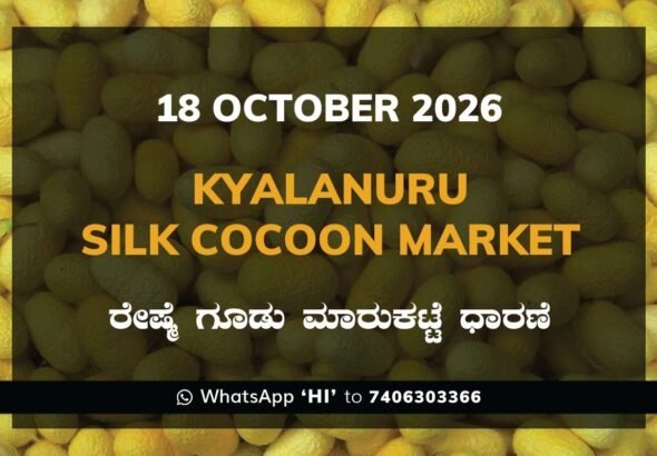 Kyalanuru Silk Cocoon Market Rates – 18 October 2026