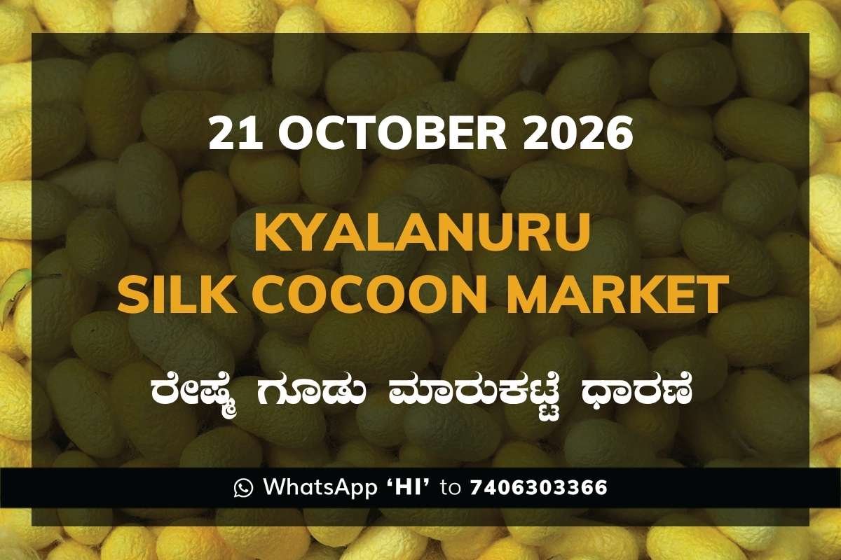 Kyalanuru Silk Cocoon Market Rates – 21 October 2026