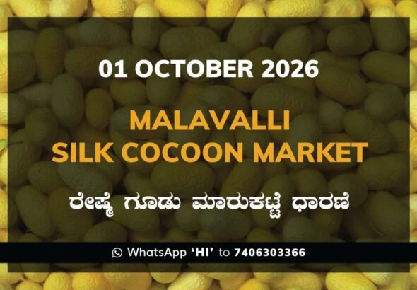 Malavalli Silk Cocoon Market Rates – 01 October 2026