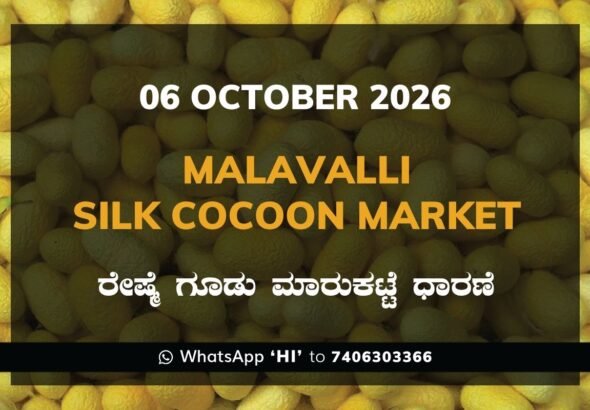 Malavalli Silk Cocoon Market Rates – 06 October 2026