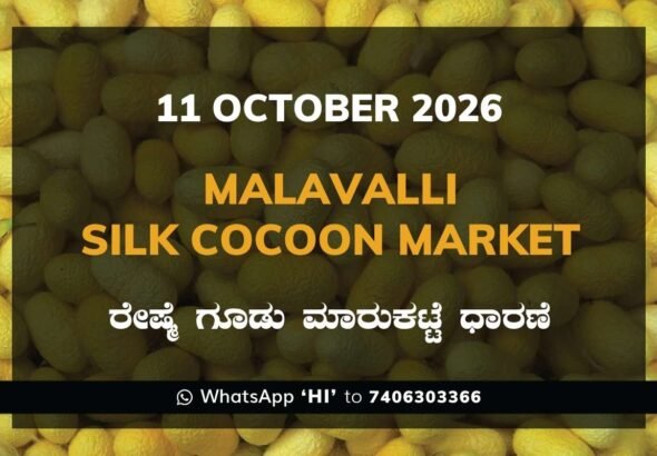 Malavalli Silk Cocoon Market Rates – 11 October 2026