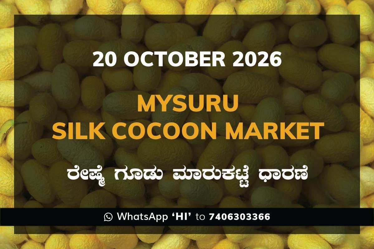 Mysuru Silk Cocoon Market Rates – 20 October 2026