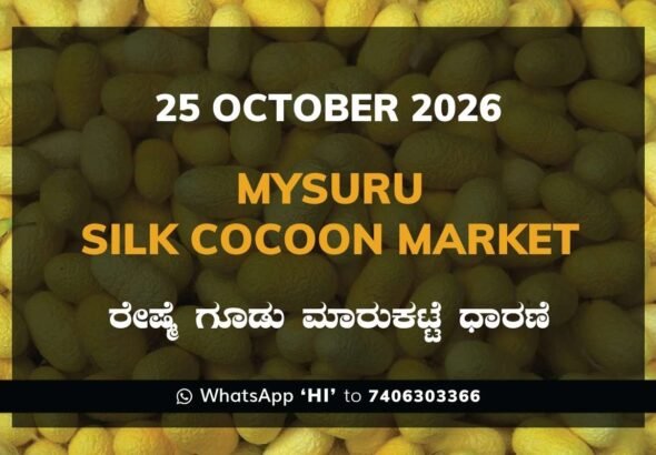 Mysuru Silk Cocoon Market Rates – 25 October 2026