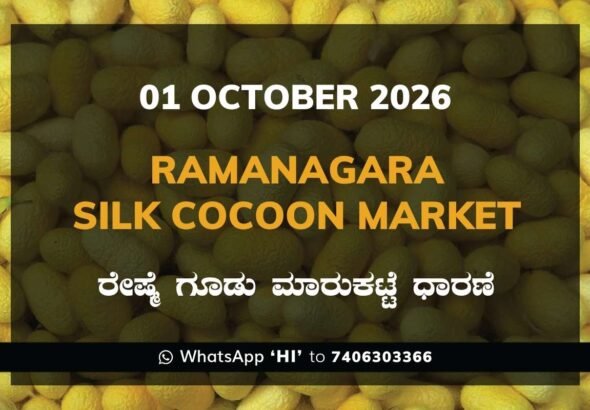 Ramanagara Silk Cocoon Market Rates – 01 October 2026