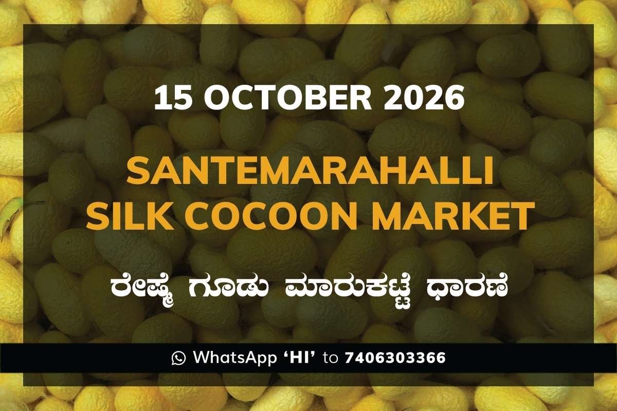 Santemarahalli Silk Cocoon Market Rates – 15 October 2026