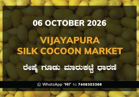 Vijayapura Silk Cocoon Market Rates – 06 October 2026