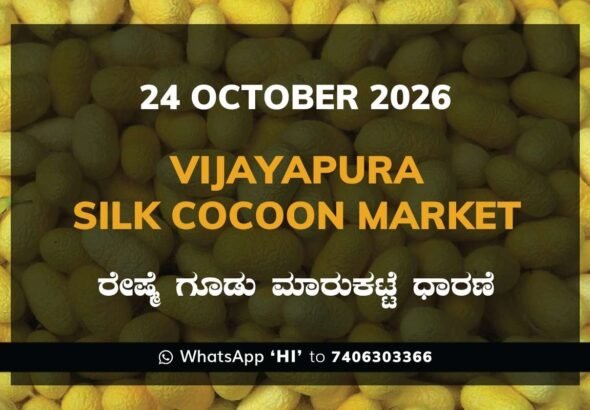 Vijayapura Silk Cocoon Market Rates – 24 October 2026